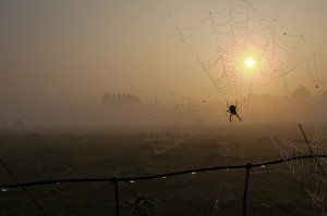 herfst-anders-krist-hooghe