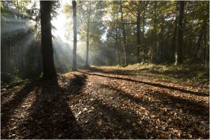 andre_bossen-en-parken